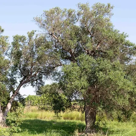 Alojamento de Acomodação e Pequeno-almoço Iori Salento